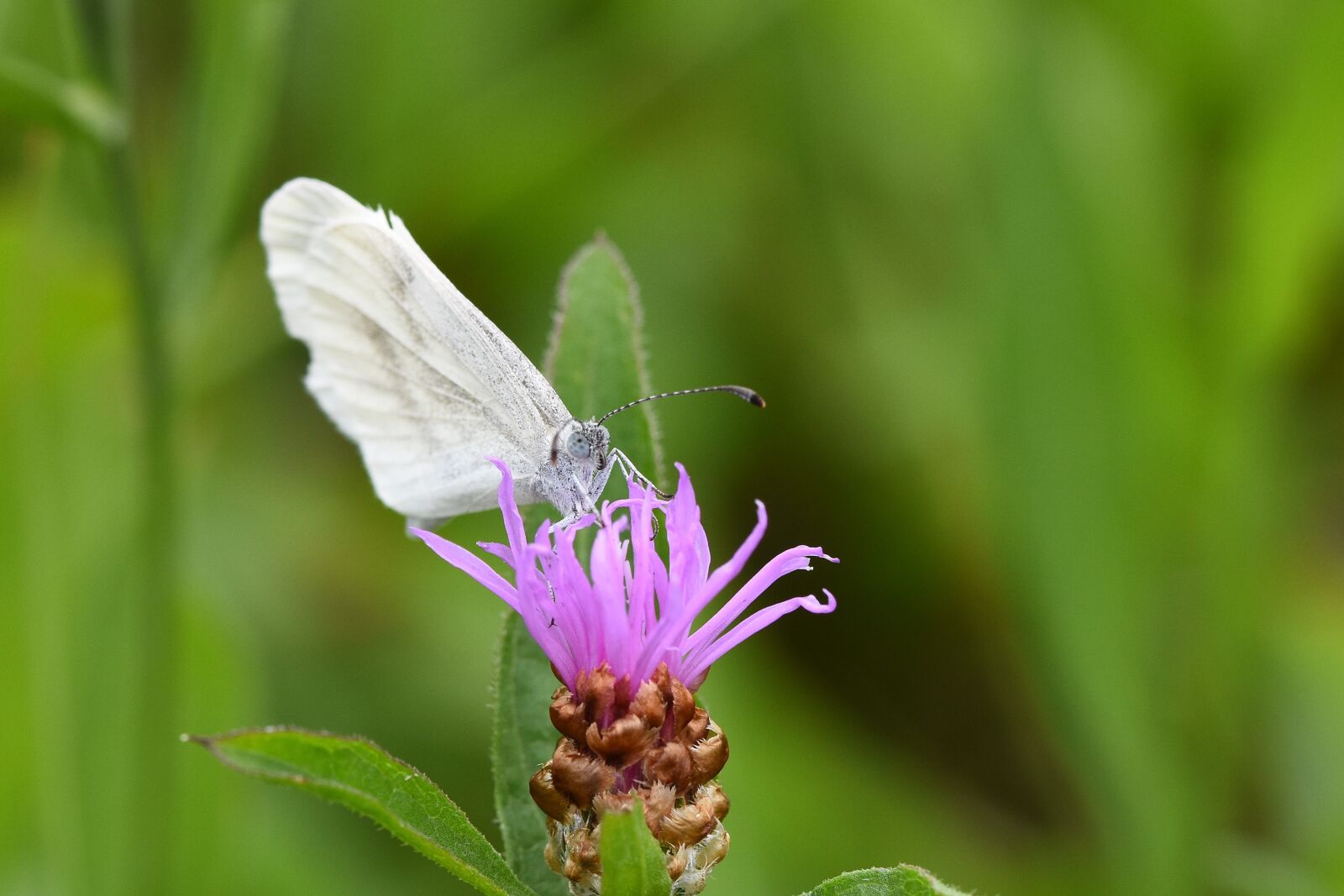 Nikon D7200 sample photo. Butterfly, blossom, bloom photography