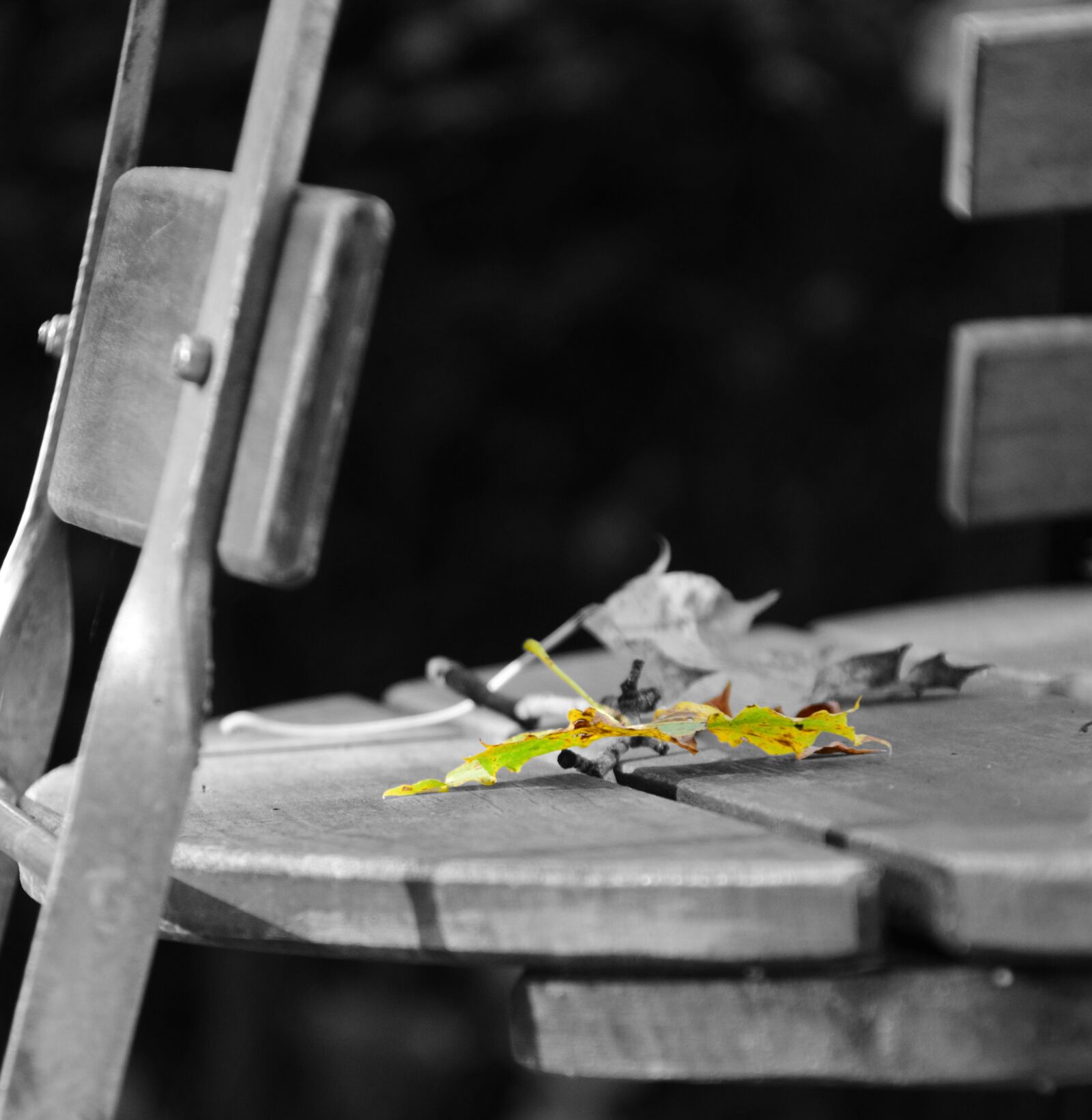 Nikon D3300 sample photo. Beer garden, leaf, autumn photography