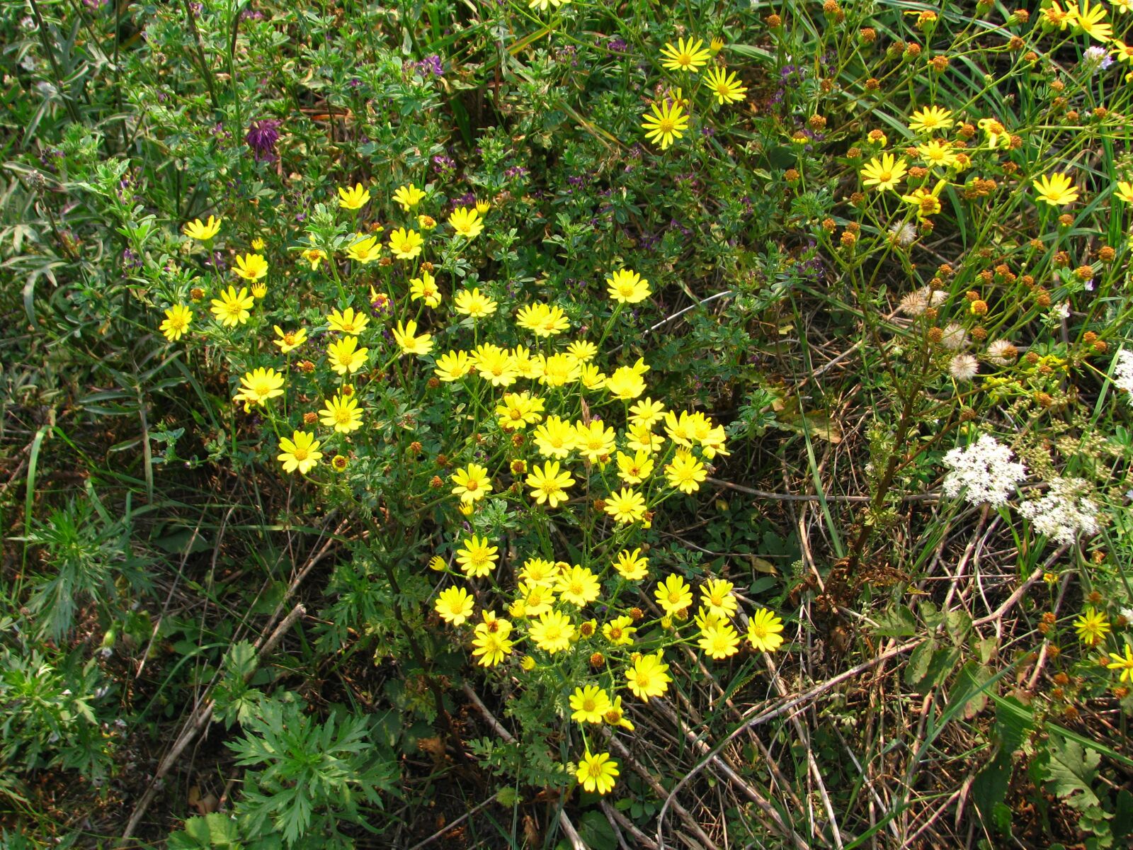 Canon POWERSHOT S5 IS sample photo. Meadow flowers, field, grass photography