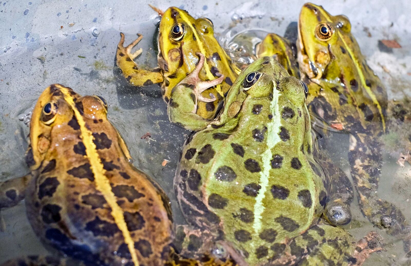 Fujifilm X-T10 + Fujifilm XF 35mm F1.4 R sample photo. Frog, green frog, toad photography