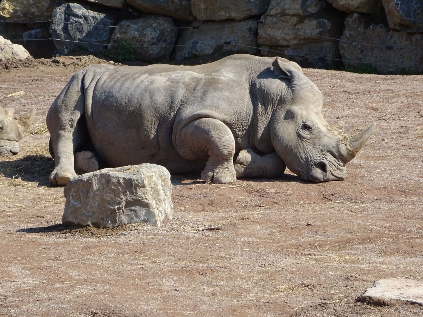 Sony DSC-HX60 sample photo. Rhino, zoo, africa photography