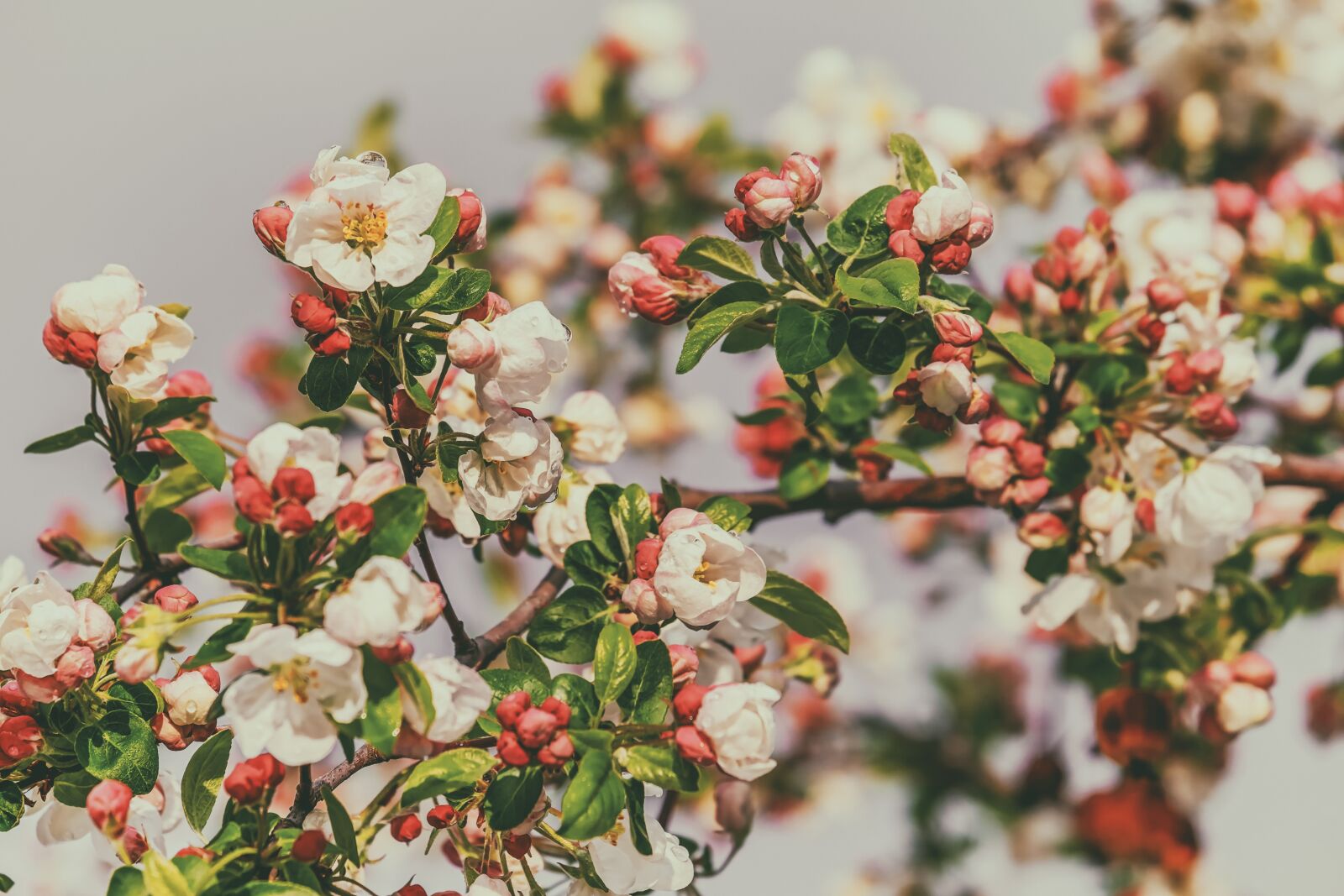 Fujifilm XF 55-200mm F3.5-4.8 R LM OIS sample photo. Blossom, embellishment, blossom photography