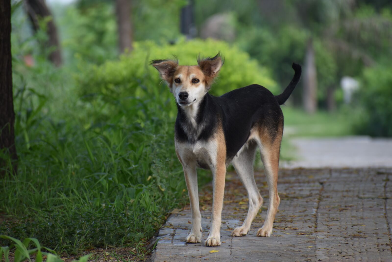 Nikon D5600 sample photo. Dog, canine, street dog photography