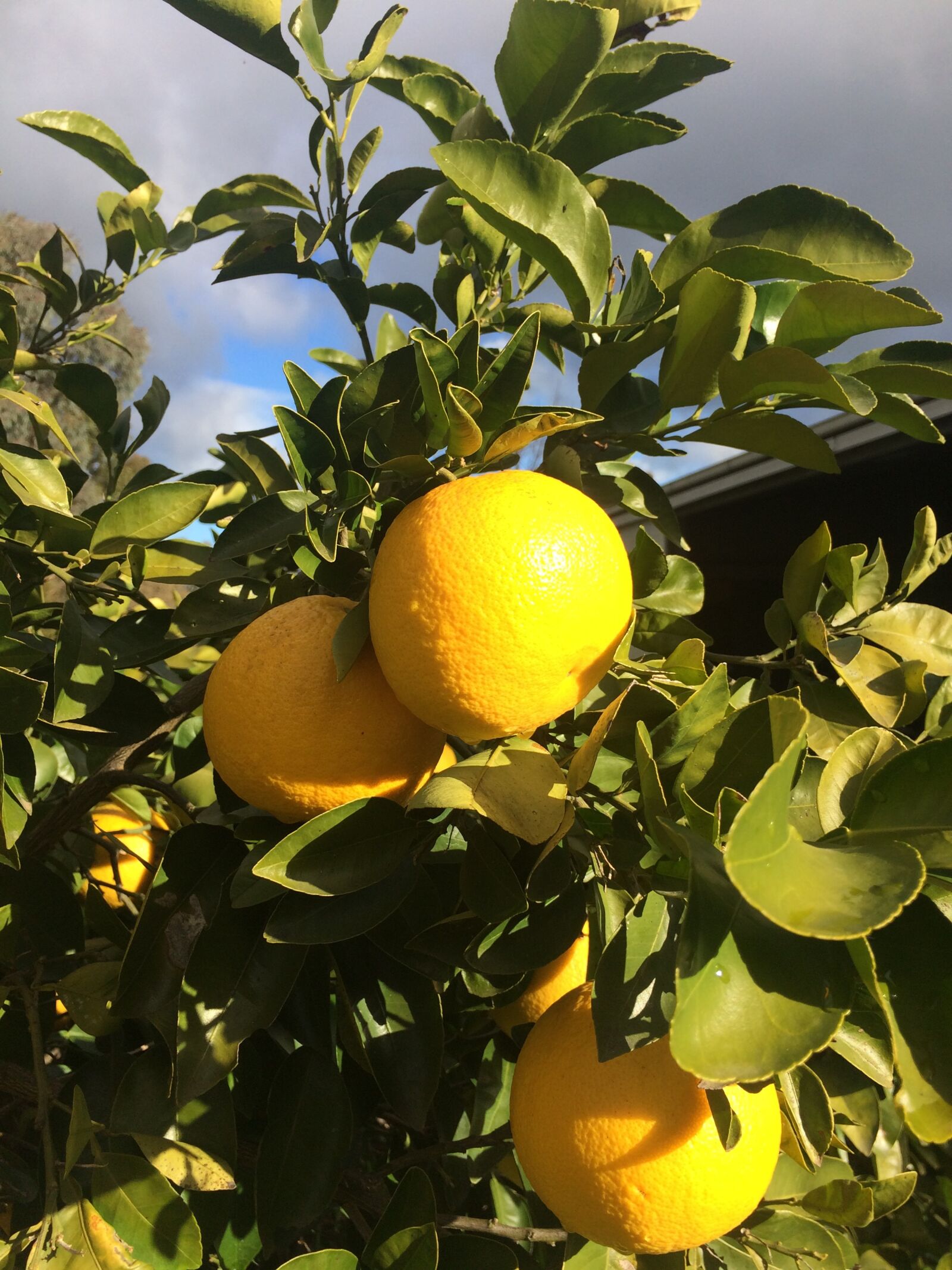 iPhone 5s back camera 4.15mm f/2.2 sample photo. Oranges, fruit, sunshine photography