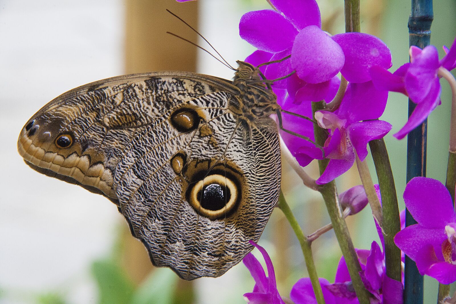 Canon EOS 5D + Canon EF 28-200mm F3.5-5.6 USM sample photo. Butterfly, wing, flower photography