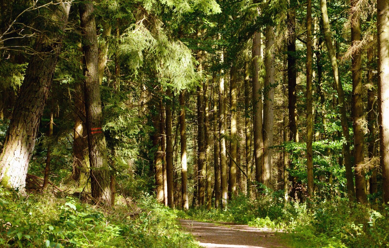 Nikon D5200 sample photo. Road, tree, forest, grass photography