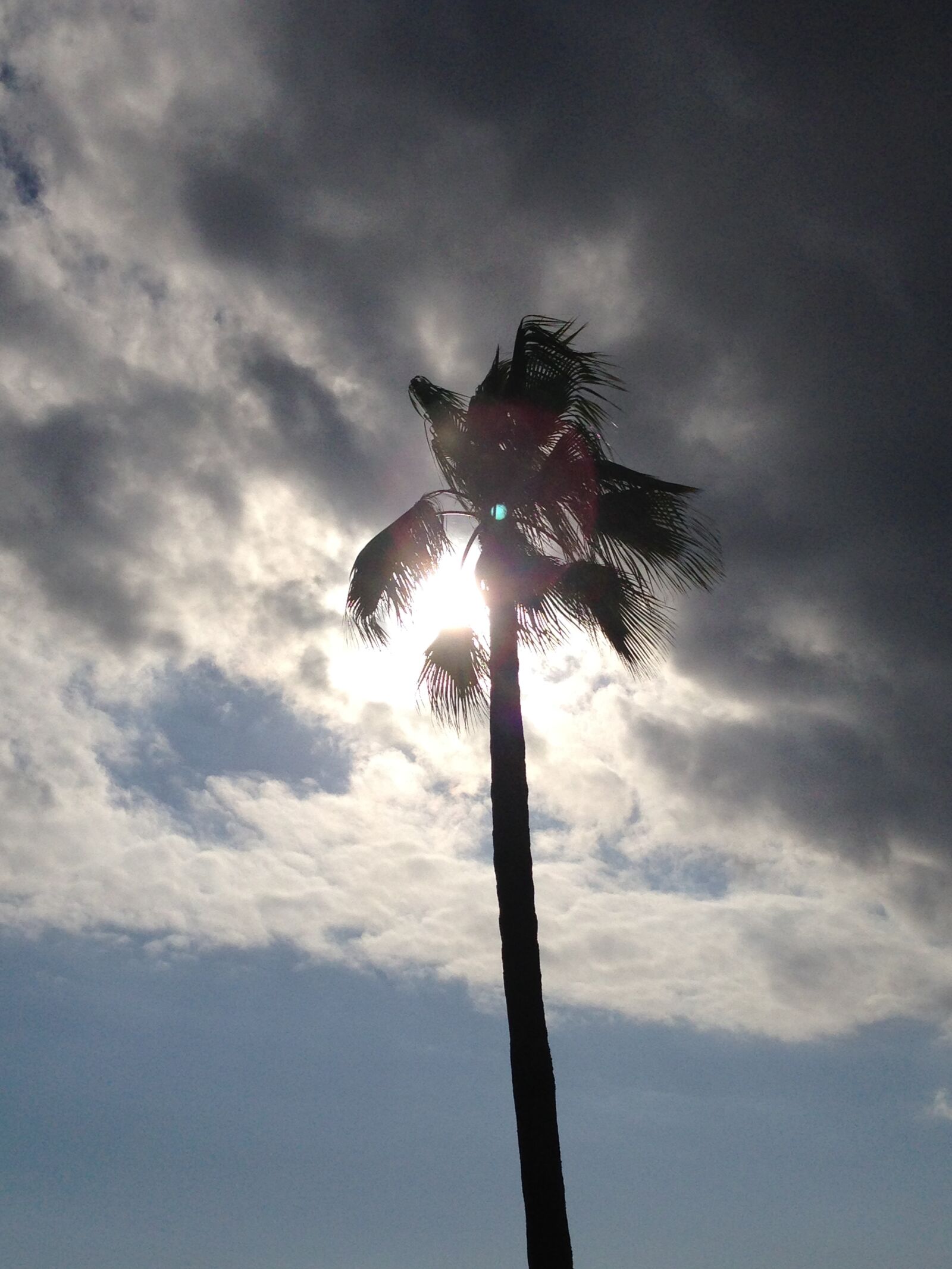 Apple iPhone 5 sample photo. Cloudy, sky, palm, tree photography
