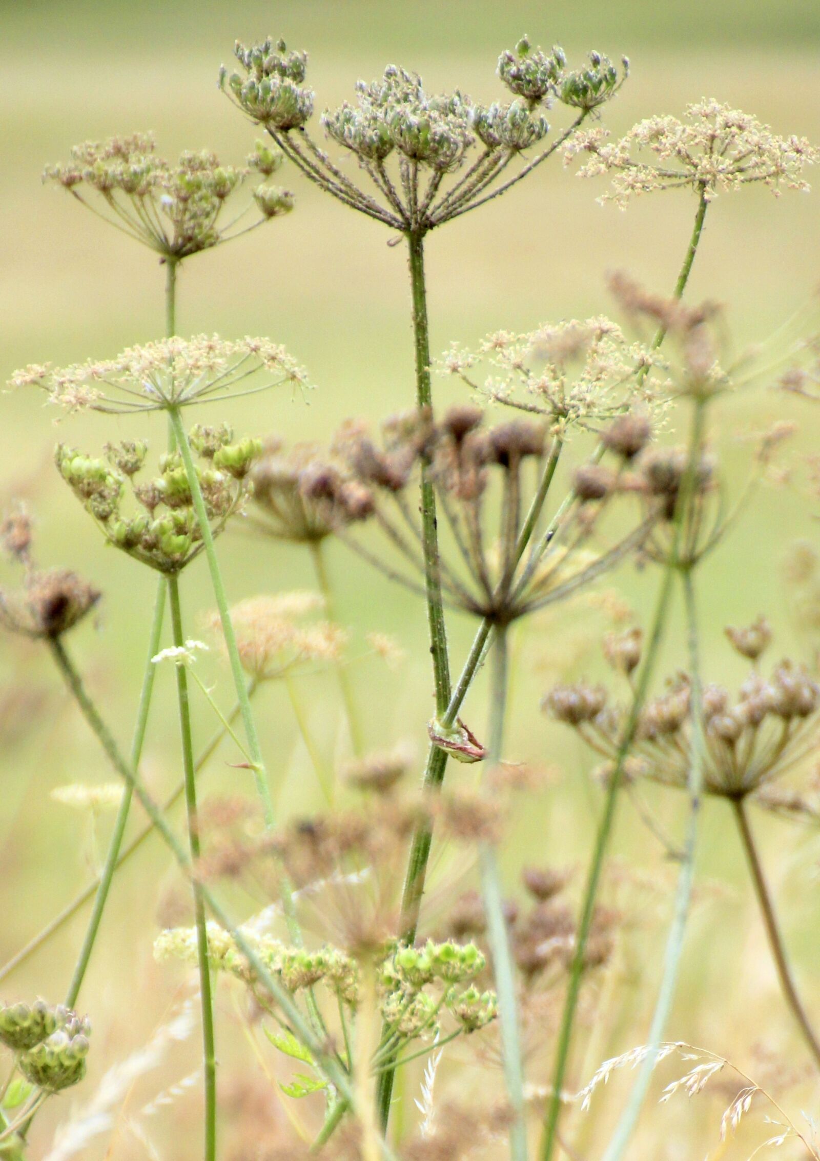 Canon EOS 550D (EOS Rebel T2i / EOS Kiss X4) sample photo. Countryside, flower, grass photography