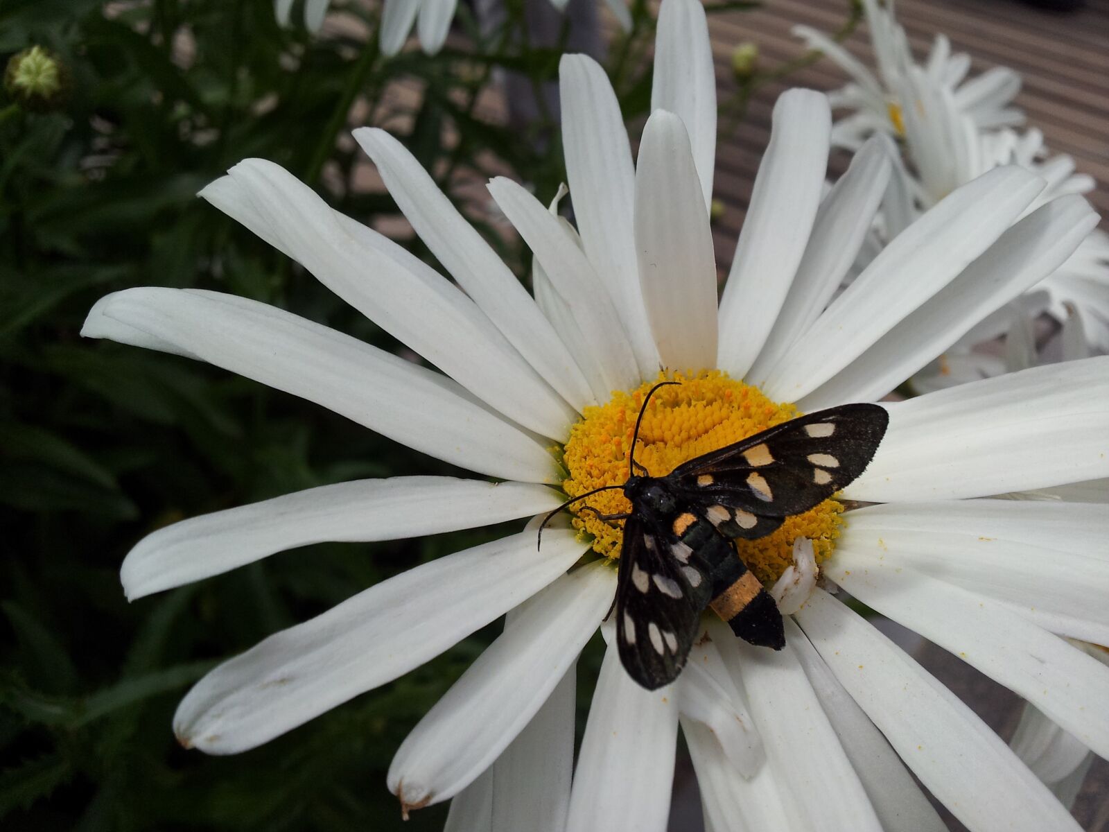 Samsung Galaxy S2 sample photo. Butterfly, flower, nature photography