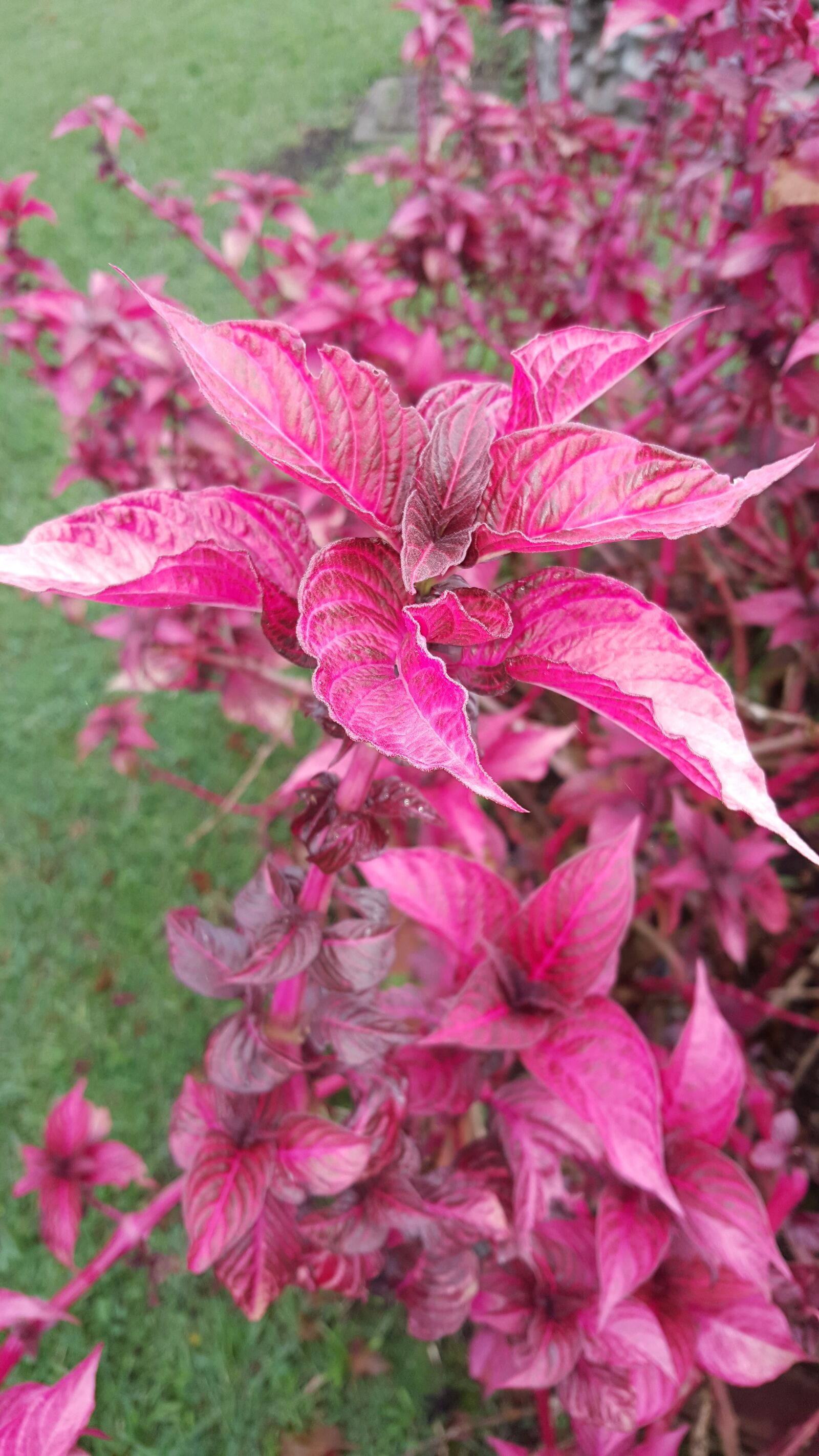 Samsung Galaxy Note5 sample photo. Leaves, plants, nature photography