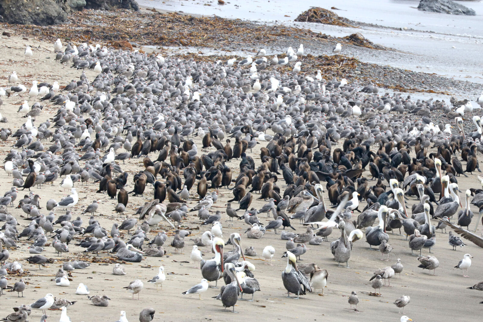 Canon EOS 750D (EOS Rebel T6i / EOS Kiss X8i) sample photo. Gray, birds photography