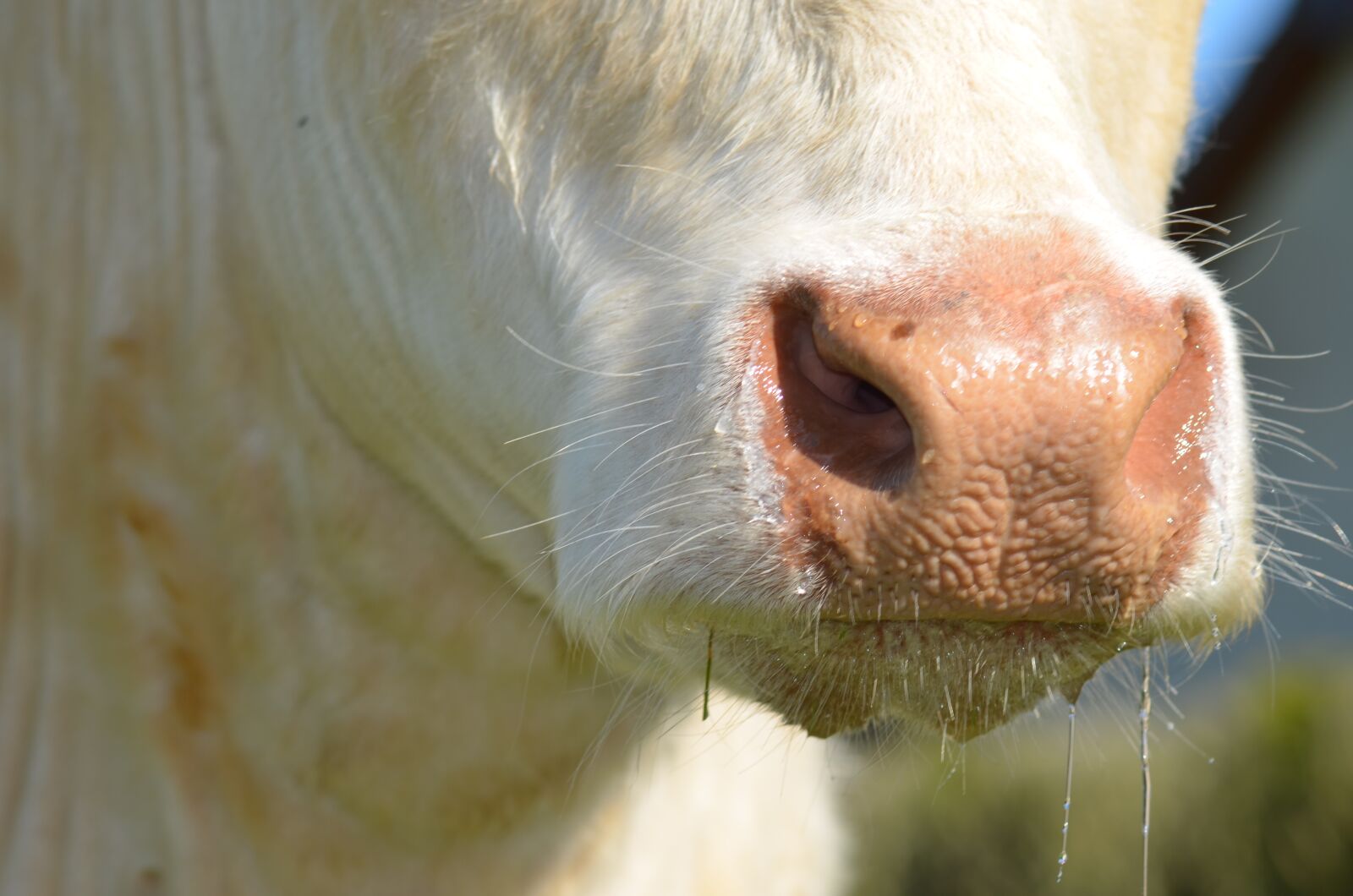 Nikon D5100 sample photo. Nostril, cow, agriculture photography