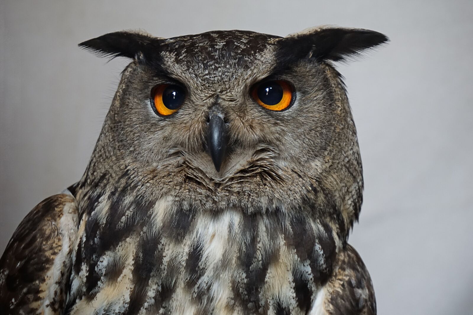 Sony a6000 sample photo. Owl, hedwig, harry potter photography