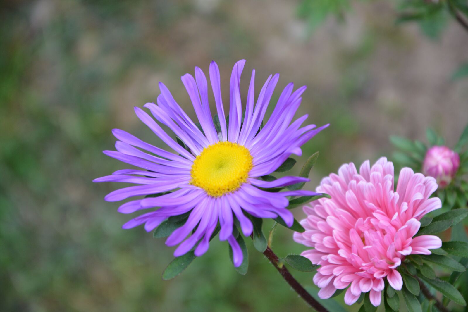 Nikon D5200 sample photo. Pink flowers, purple, garden photography