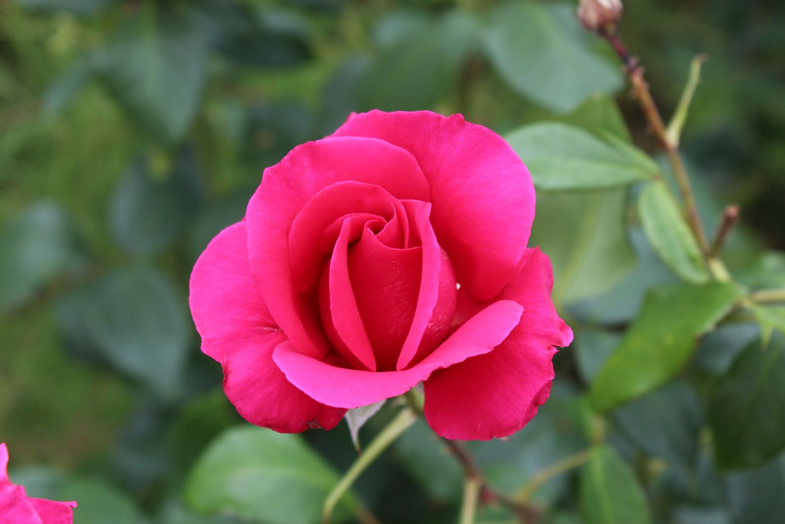 Canon EOS 650D (EOS Rebel T4i / EOS Kiss X6i) sample photo. Rose, garden, pink photography