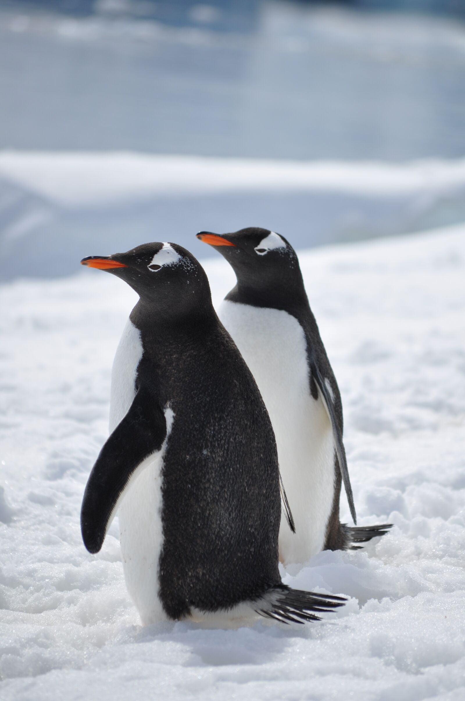Nikon D5000 sample photo. Penguins, antarctica, bird photography