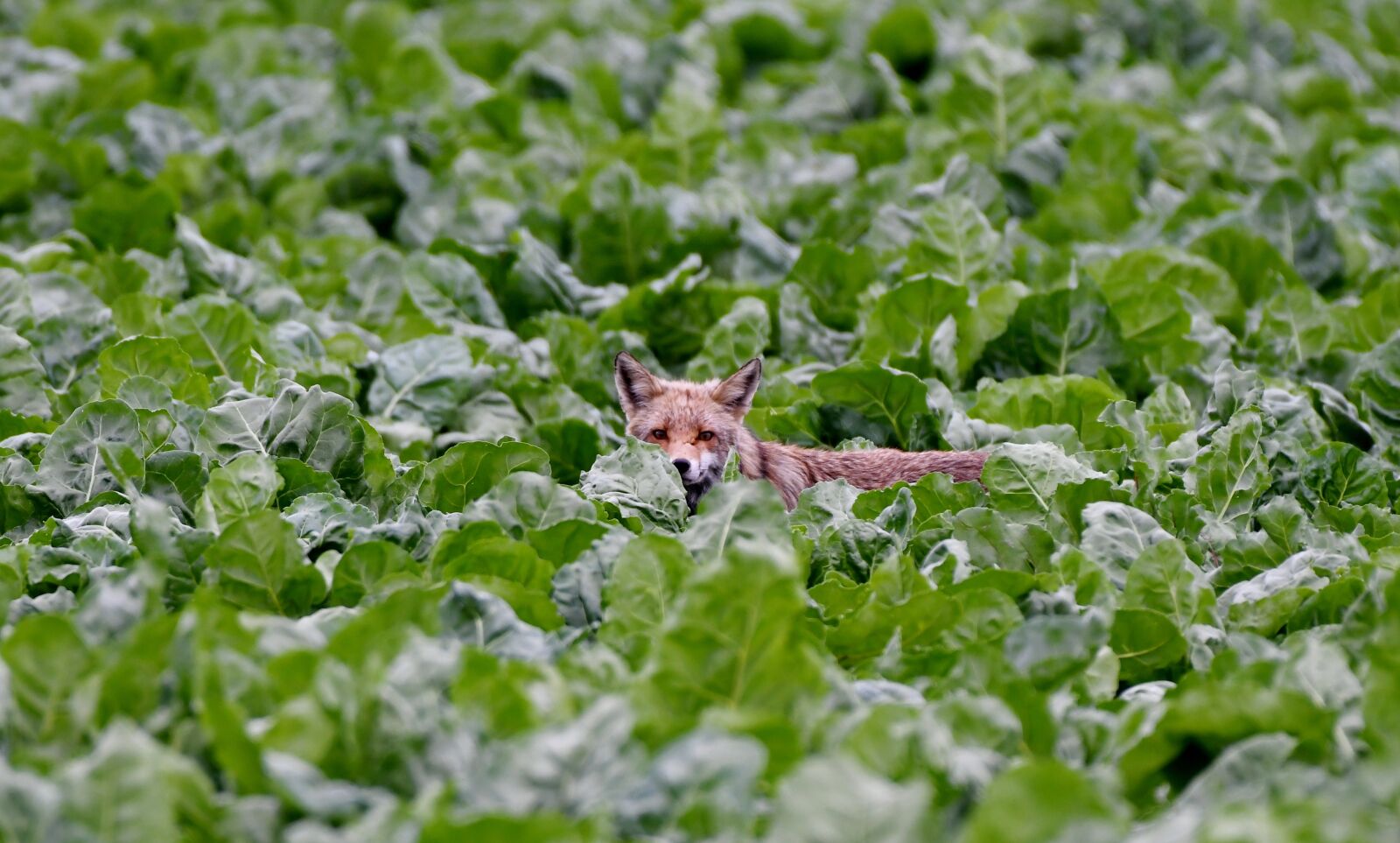 Nikon D500 sample photo. Fox, predator, mammal photography
