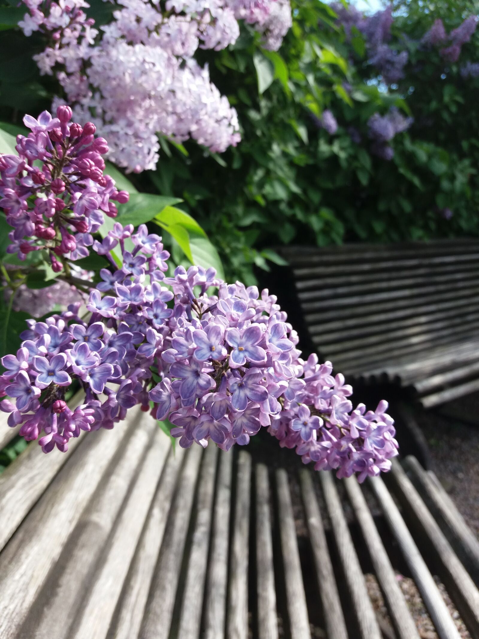 Samsung SM-J500FN sample photo. Lilacs, lilac, flowers photography