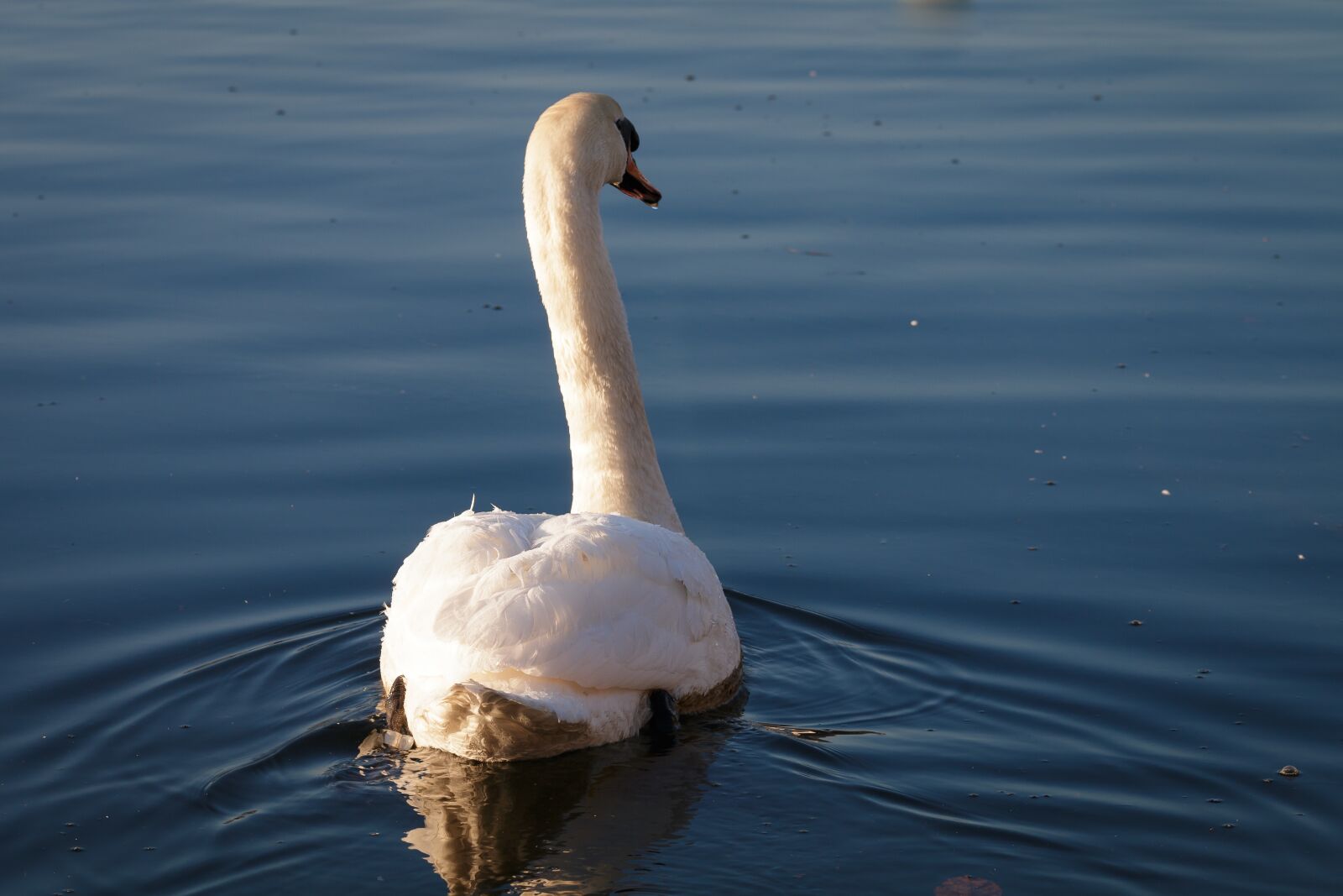 Canon EOS 70D sample photo. Swan, water, swim photography