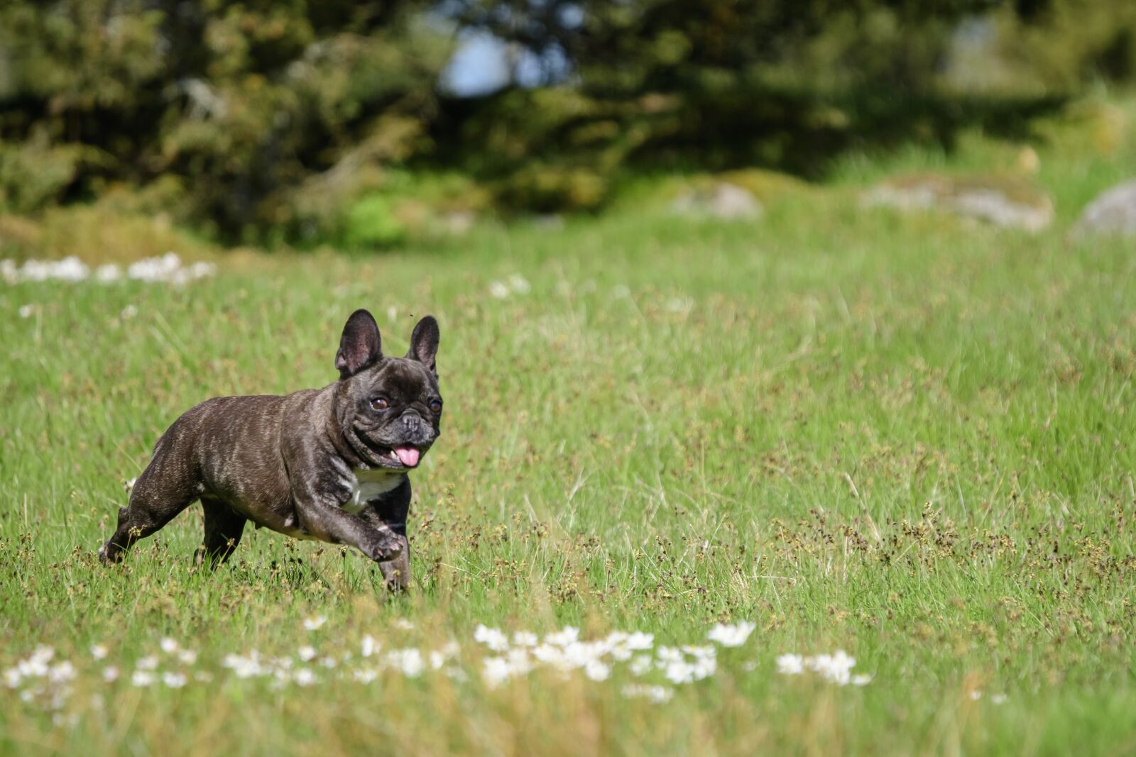 Nikon D500 sample photo. The french bulldog, spring photography