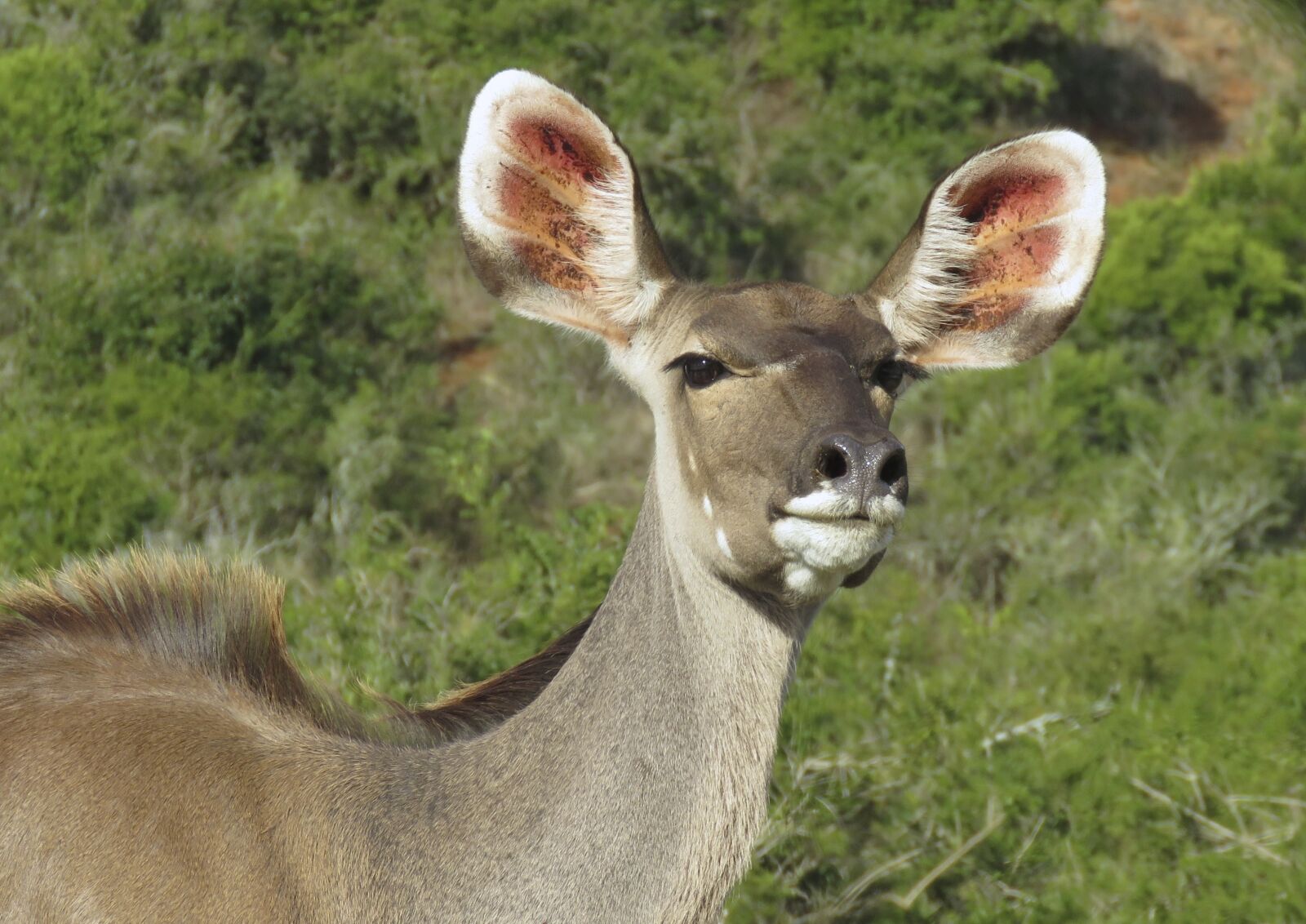 Canon PowerShot SX60 HS sample photo. Cape grysbok, wildlife, eastern photography