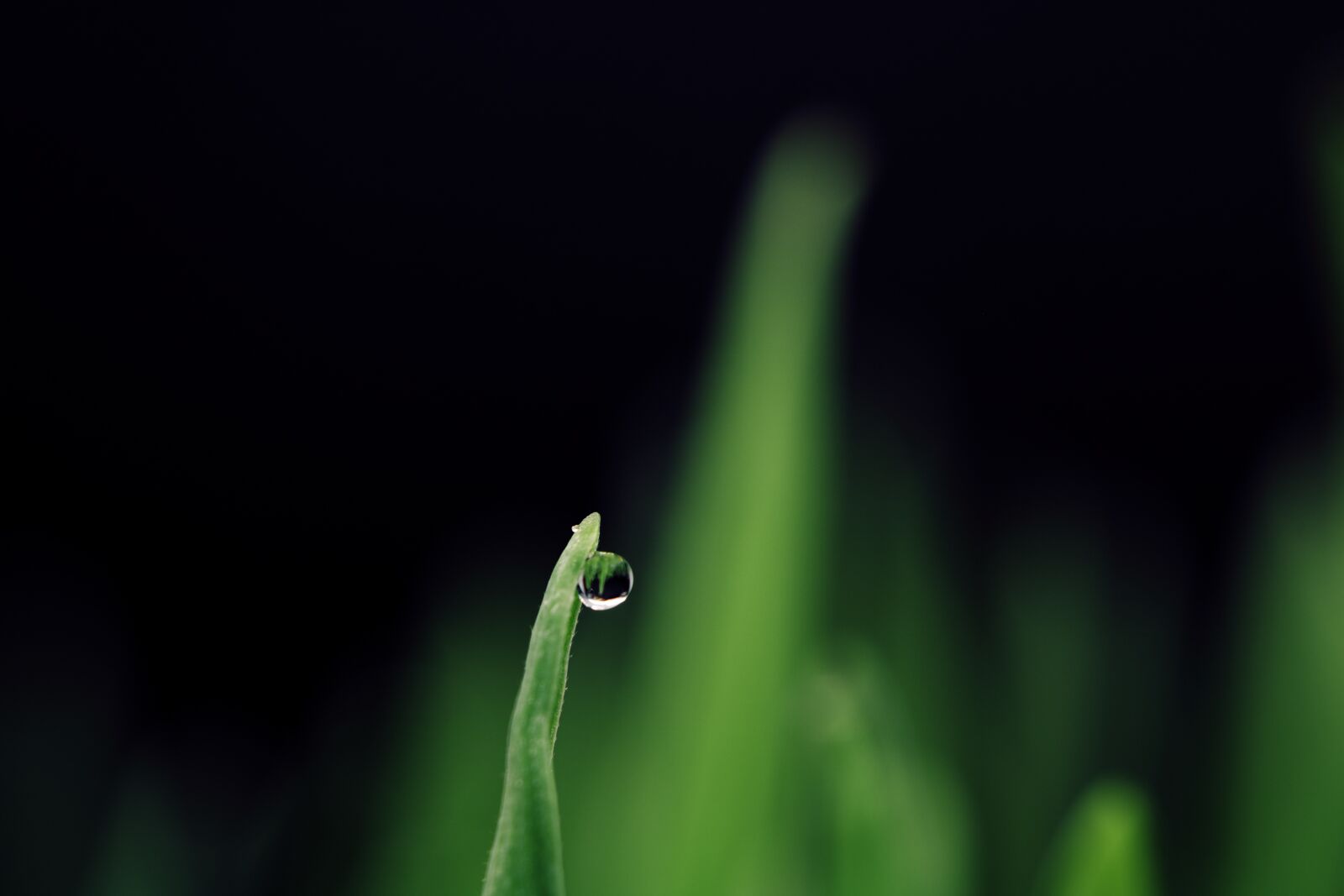 Canon EOS 750D (EOS Rebel T6i / EOS Kiss X8i) sample photo. Dew, grass, water photography