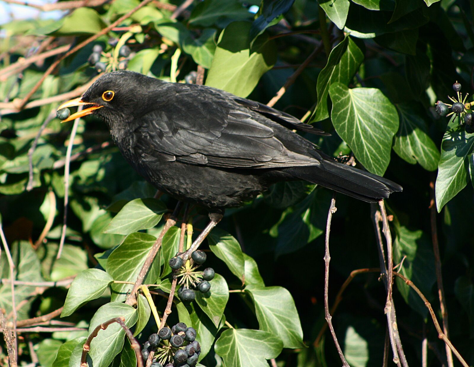 Canon EOS 400D (EOS Digital Rebel XTi / EOS Kiss Digital X) sample photo. Bird, blackbird, animal world photography