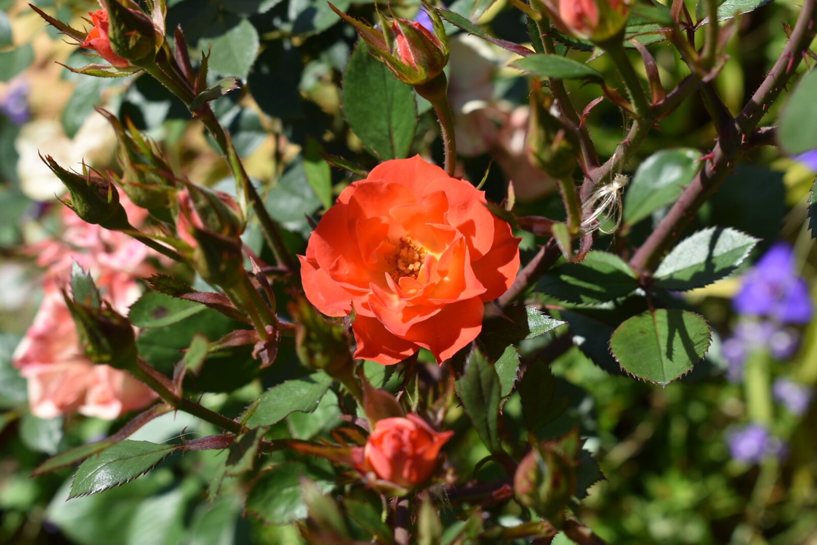 Nikon D3400 sample photo. Garden, roses, flowers photography