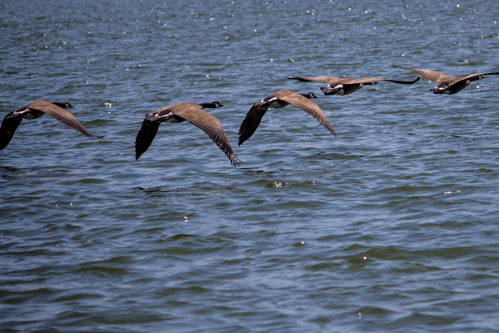 Canon EOS 600D (Rebel EOS T3i / EOS Kiss X5) sample photo. Flying, geese photography