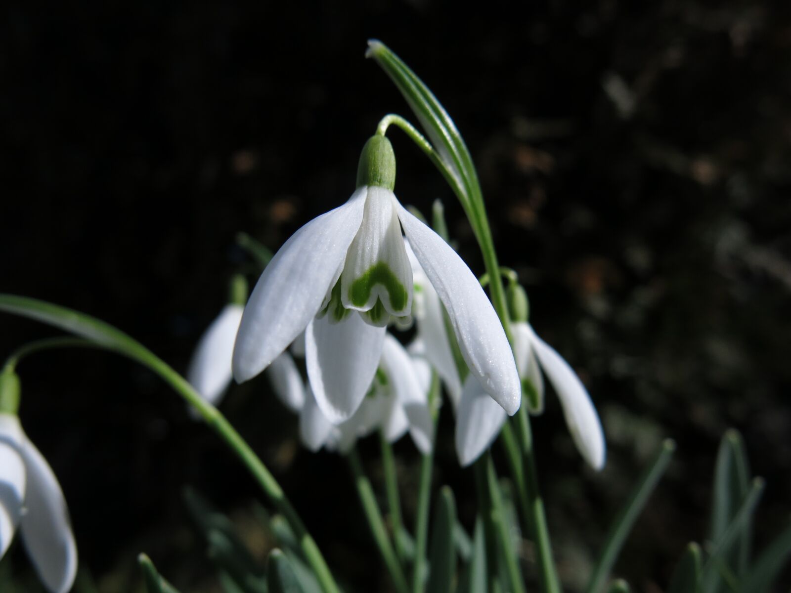 Canon PowerShot G15 sample photo. Snowdrop, nature, plant photography