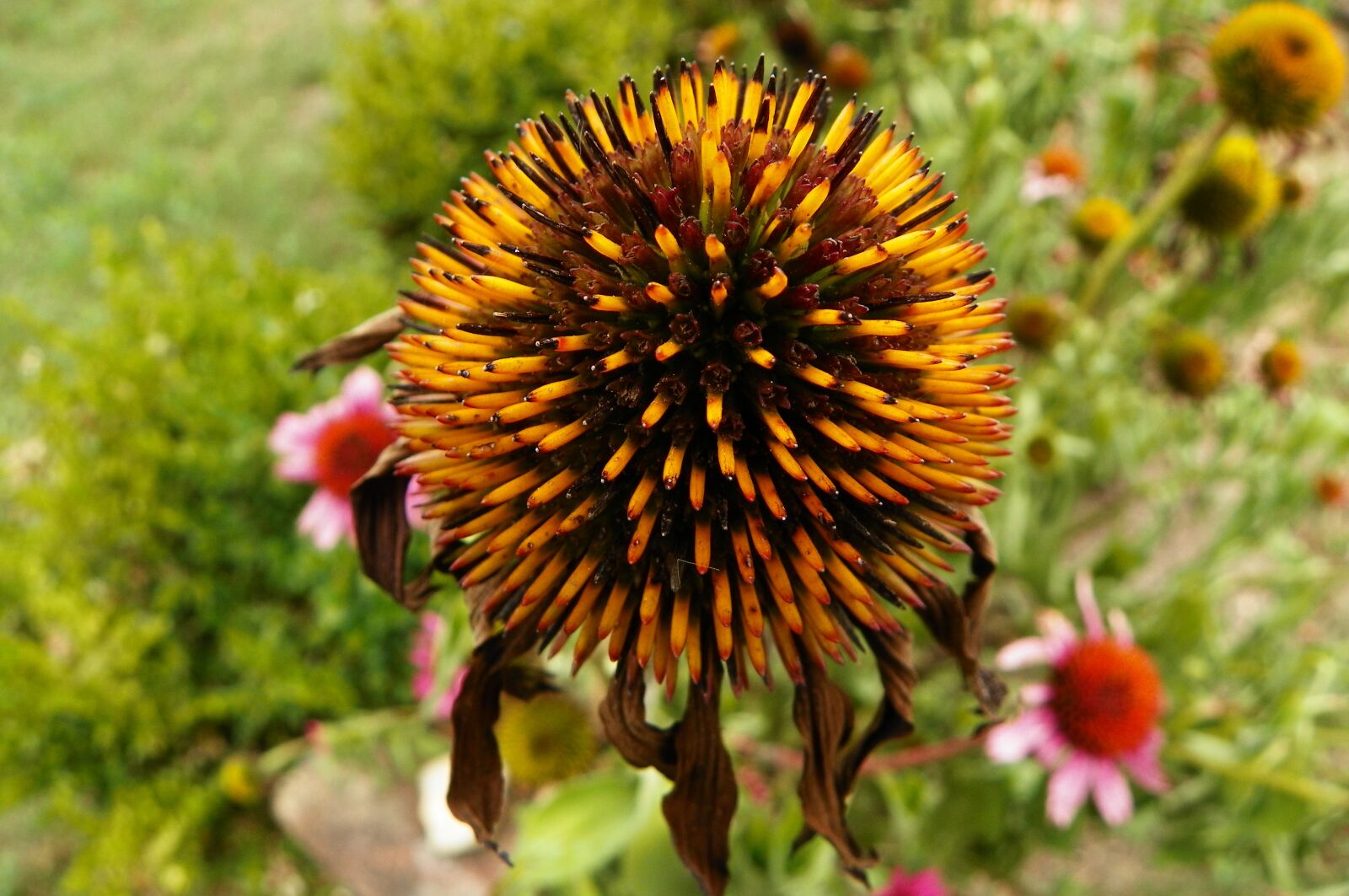 Kodak EasyShare Z981 sample photo. Flower, nature, plant photography
