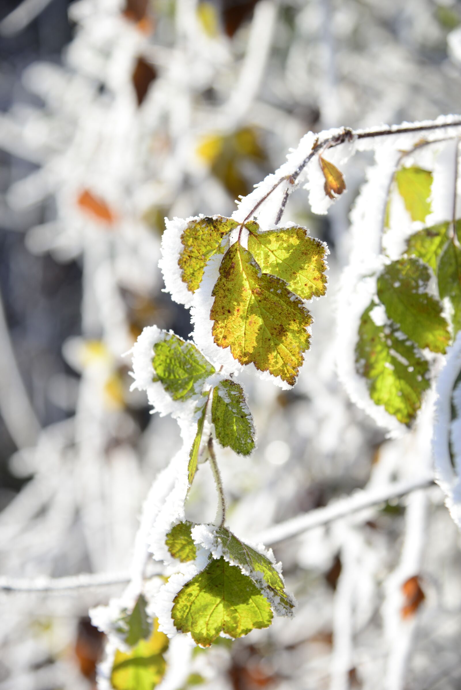 Nikon D610 sample photo. Hoarfrost, cold, winter photography