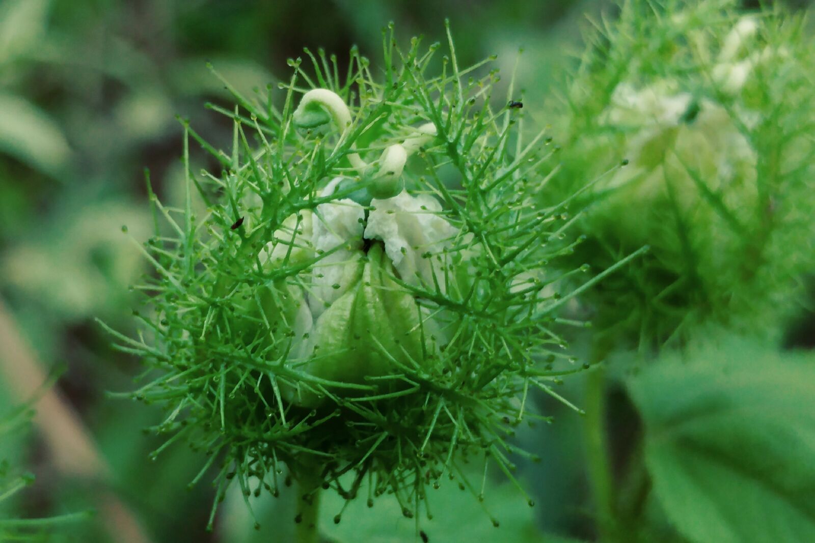 LG G5 sample photo. Hairy flower, spiked, green photography