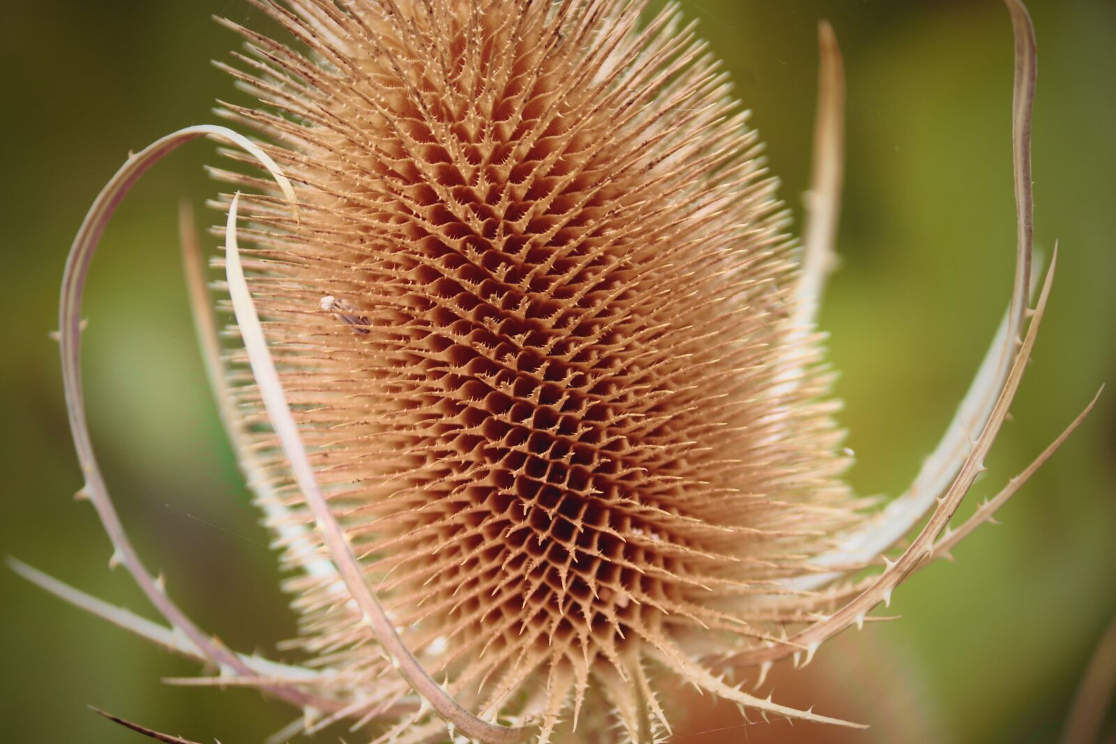 Canon EOS 200D (EOS Rebel SL2 / EOS Kiss X9) sample photo. Wild teasel, dipsacus, prickly photography