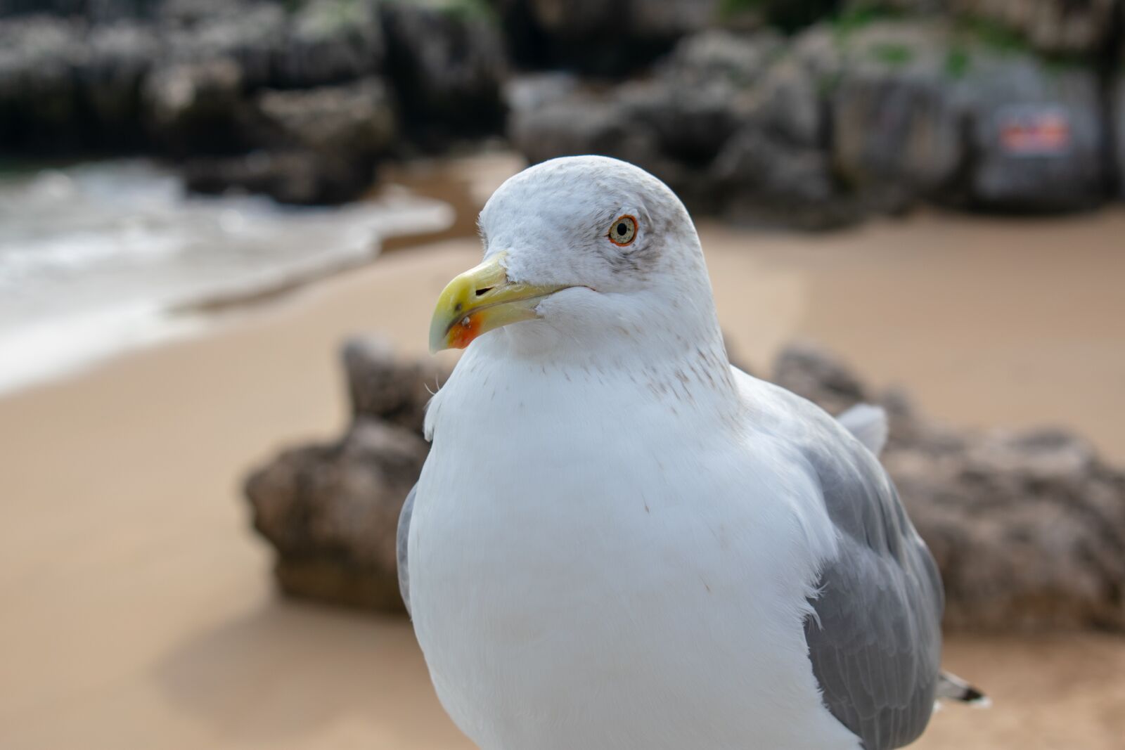 Nikon D3400 sample photo. Seagull, bird, beach photography