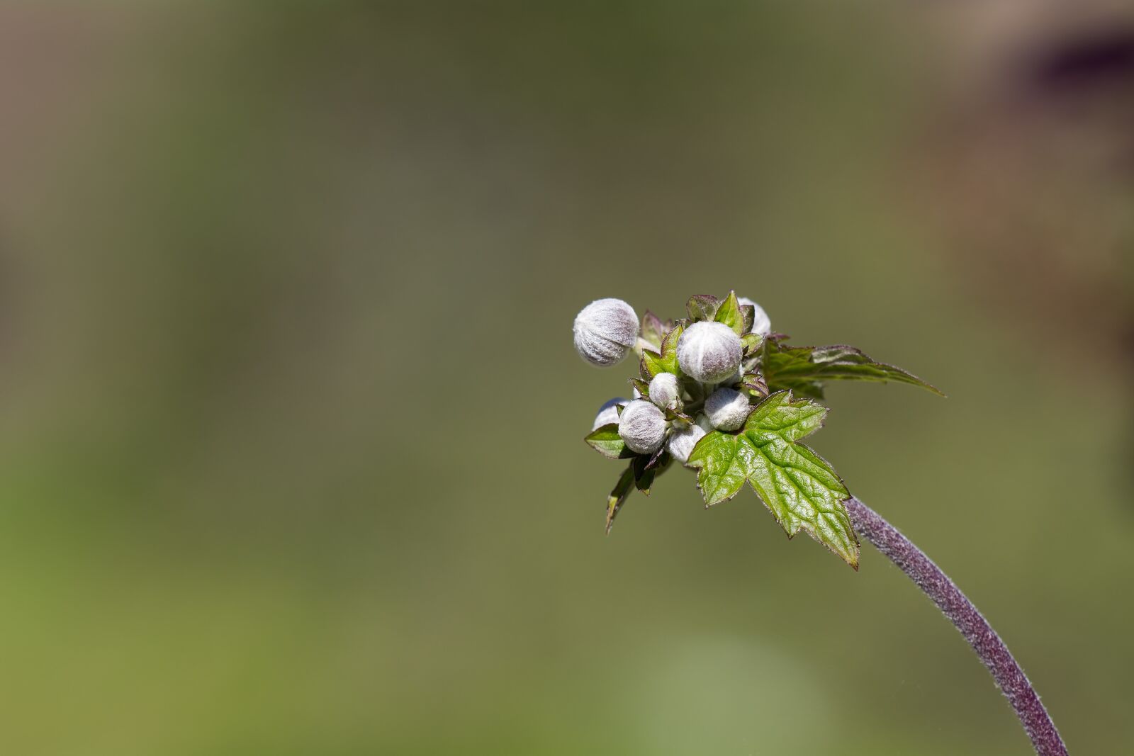Nikon D7100 sample photo. Anemone, fall anemone, bud photography