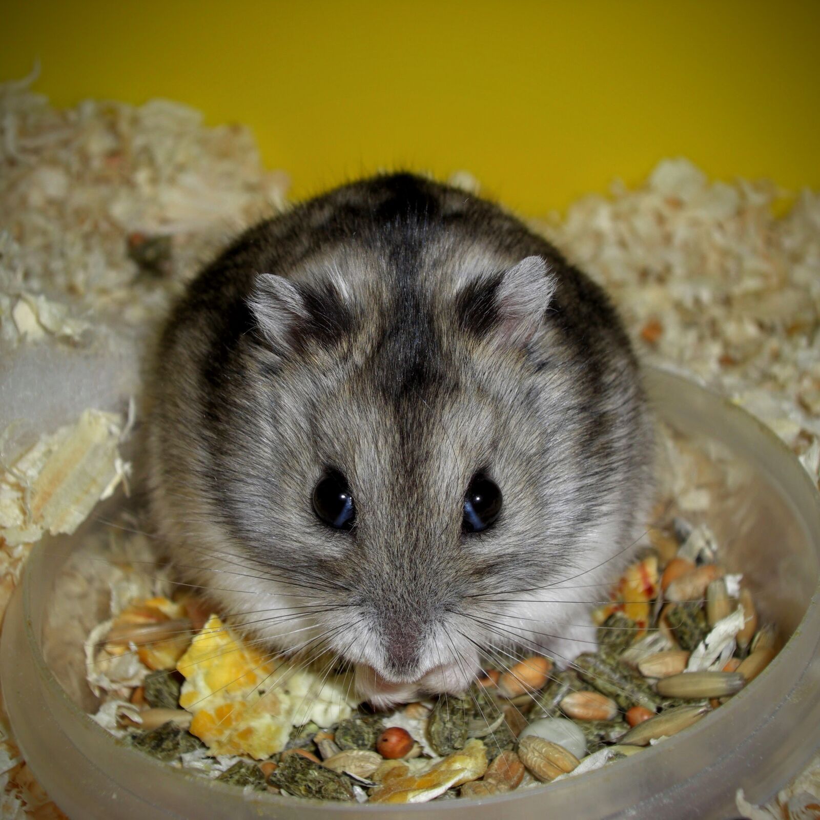 CASIO EX-Z1200 sample photo. Rodent, cute, animal photography