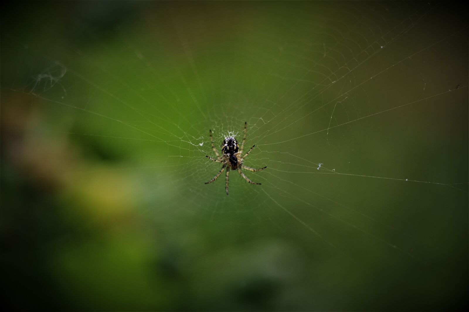 Canon EF-S 35mm F2.8 Macro IS STM sample photo. Spider, cobweb, garden photography