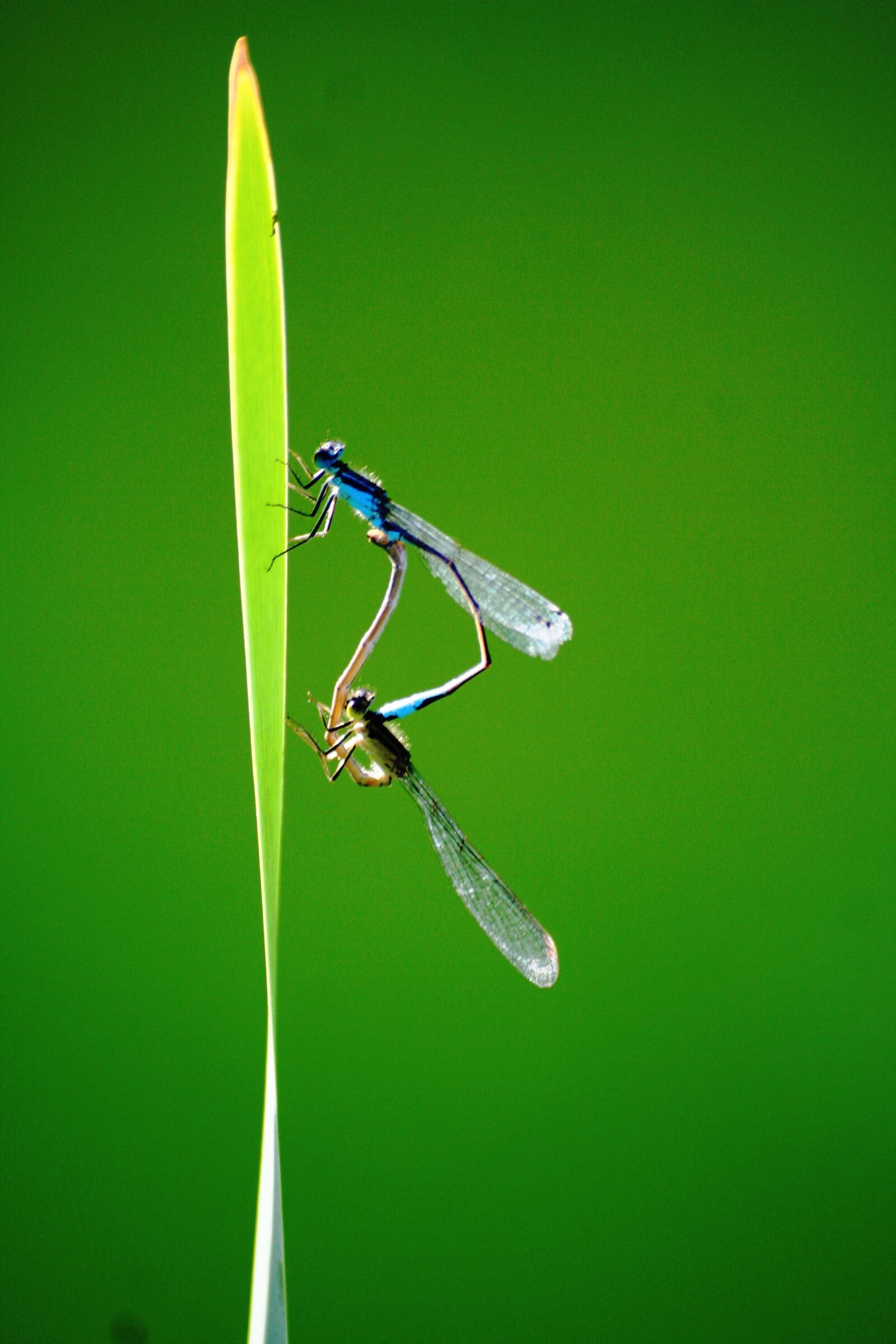 Canon EOS 350D (EOS Digital Rebel XT / EOS Kiss Digital N) sample photo. Dragonflies, love, insect photo photography