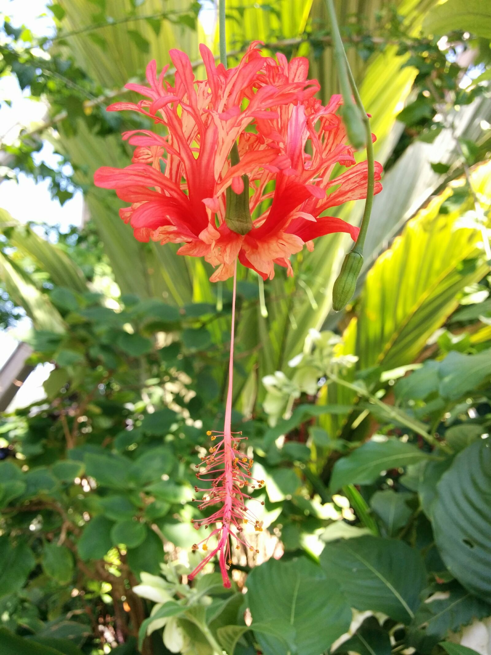 LG Nexus 5 sample photo. Red, flower, bloom photography