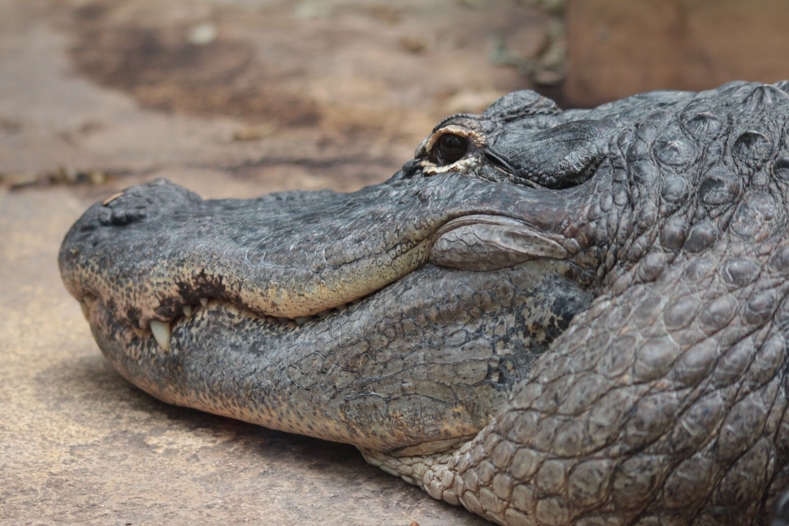 Canon EOS 600D (Rebel EOS T3i / EOS Kiss X5) sample photo. Crocodile, danger, predator photography