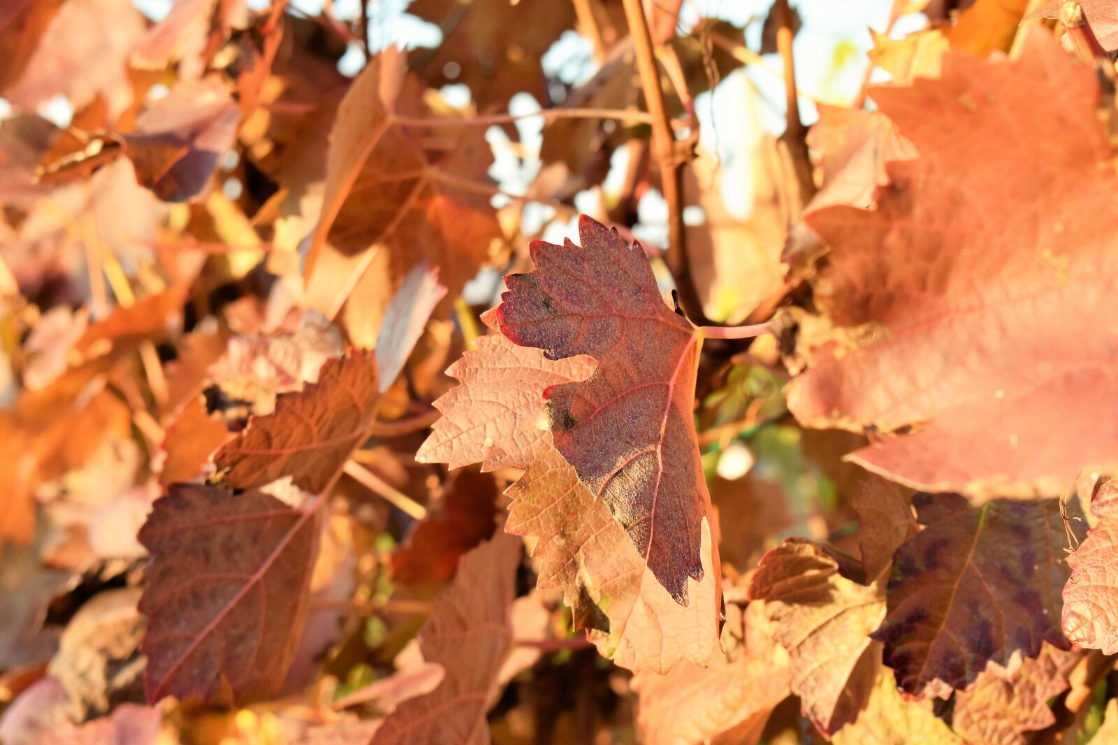 Nikon D5500 sample photo. Grapevine, leaves, plant photography