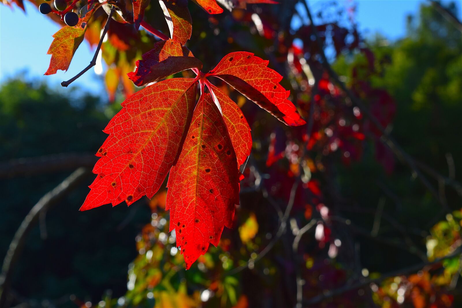 Nikon D3300 sample photo. Leaf, red, autumn photography