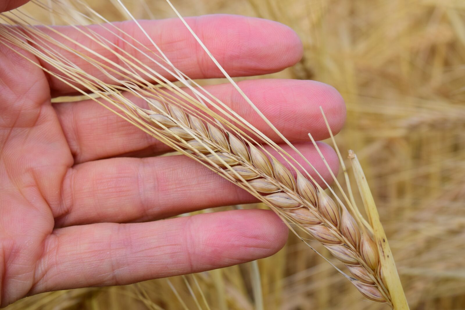 Nikon D3300 sample photo. Hand, grain, barley photography