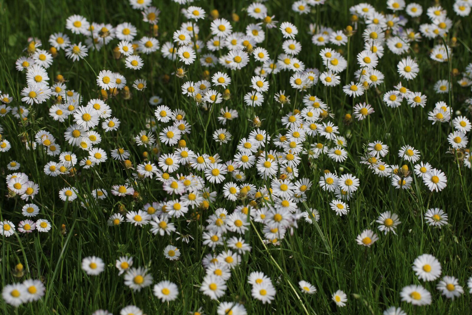 Canon EOS 60D + Canon EF 100mm F2.8L Macro IS USM sample photo. Meadow, daisy, flower meadow photography