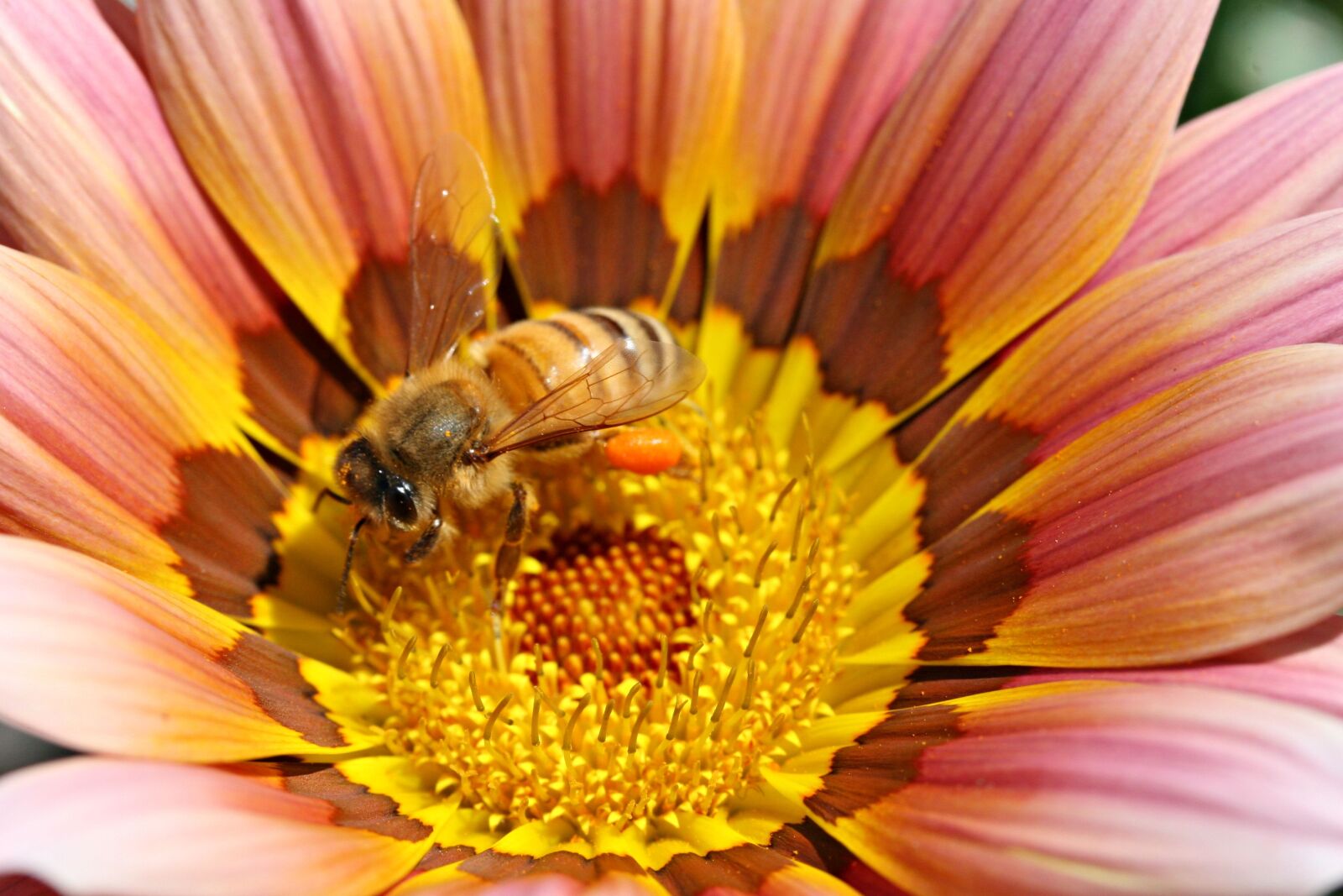 Canon EOS 30D sample photo. Bee, yellow, flower photography