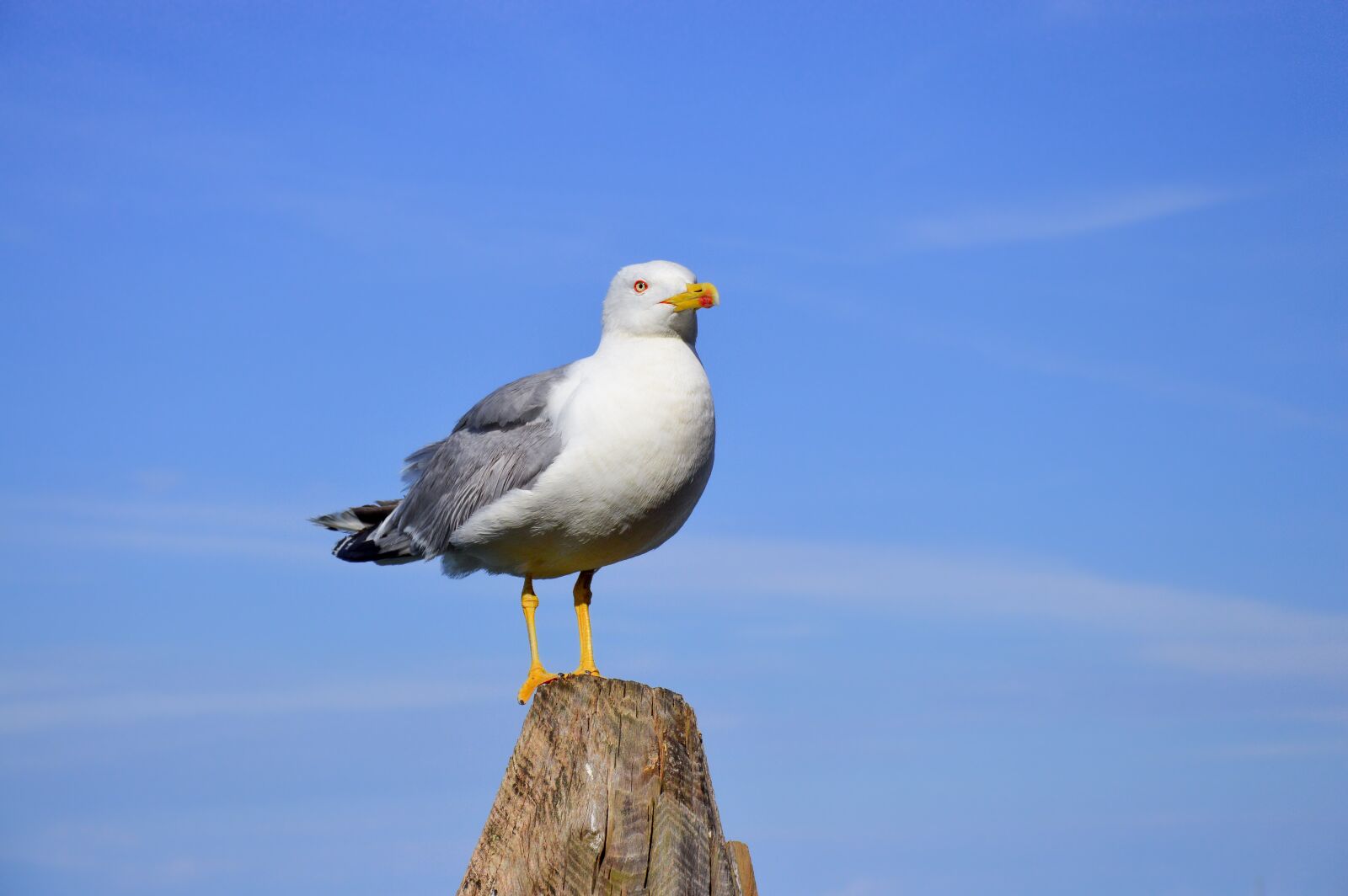 Nikon D3200 sample photo. Gull, summer, bird photography