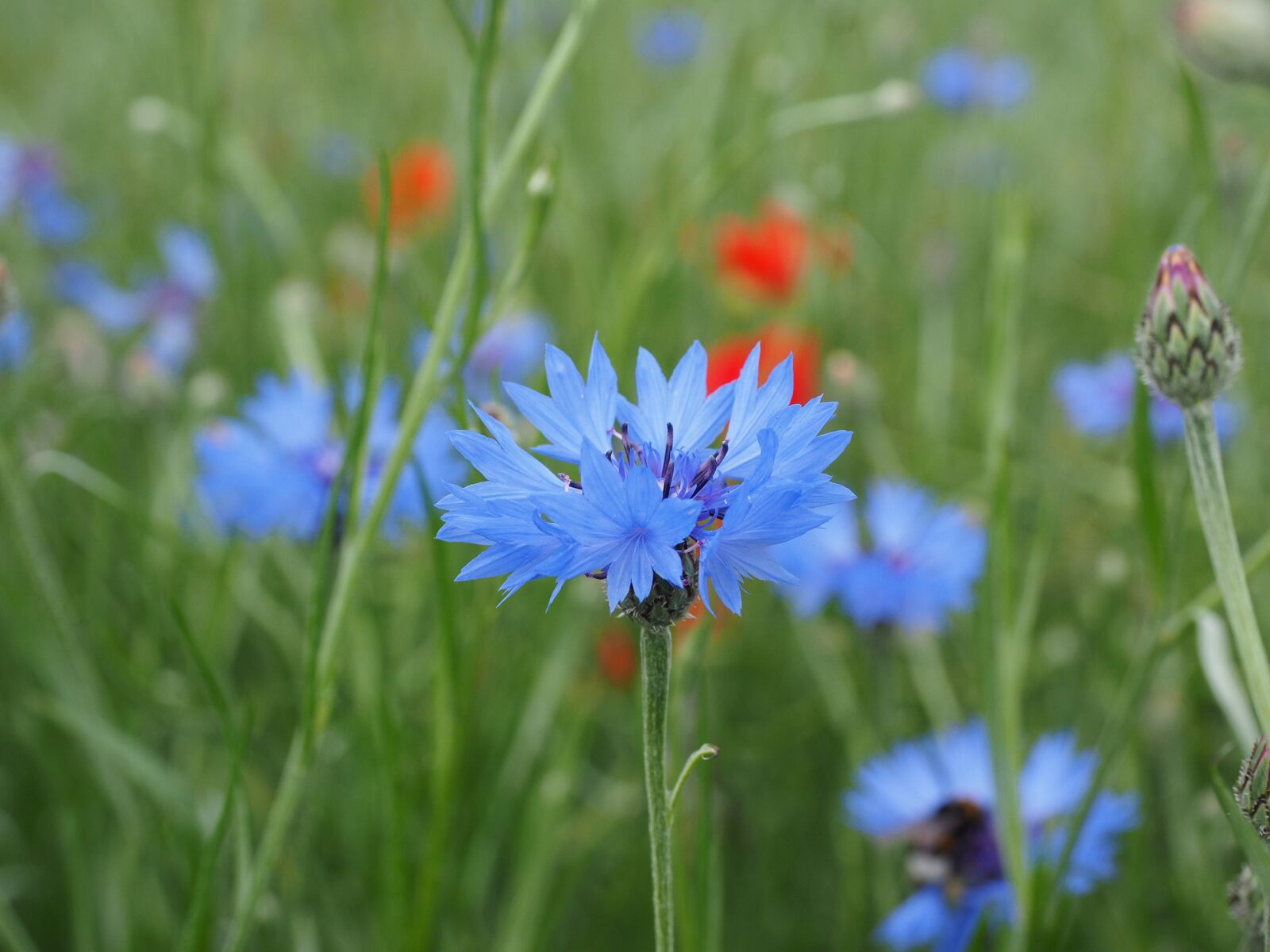Olympus OM-D E-M1 + Olympus M.Zuiko Digital ED 12-40mm F2.8 Pro sample photo. Cornflower, flower, blossom photography