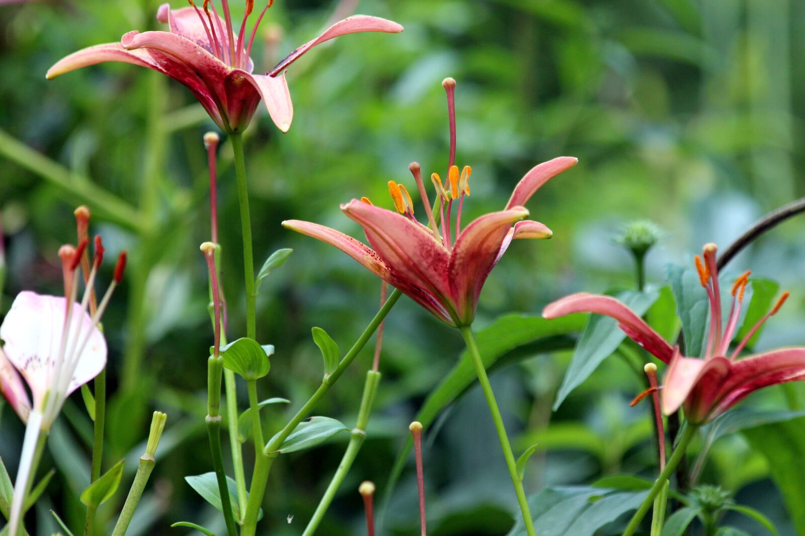 Canon EOS 650D (EOS Rebel T4i / EOS Kiss X6i) sample photo. Lily, nature, flower photography