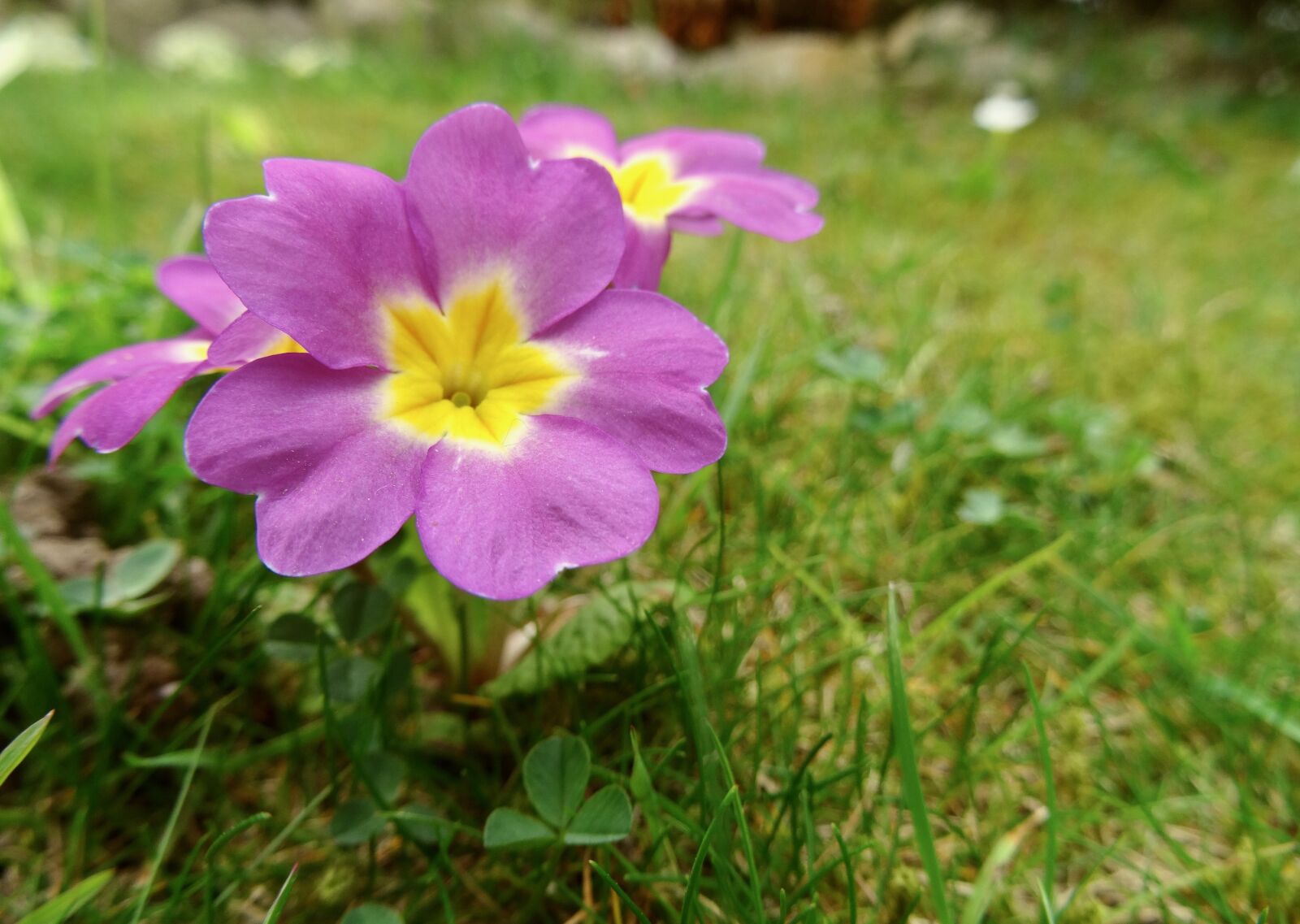 Sony Cyber-shot DSC-HX50V sample photo. Flower, nature, plant photography